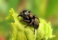 /album/salticidae/evarcha-cf-arcuata-1-jpg/